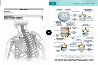 Анатомия человека. Том 1. Опорно-двигательный аппарат. Атлас фото книги 2