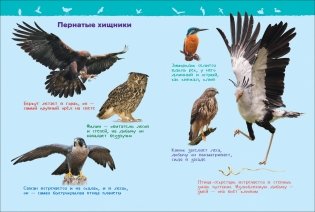 Птицы. Энциклопедия для детского сада фото книги 4