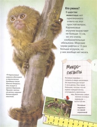 Животные. Энциклопедия удивительных фактов фото книги 3