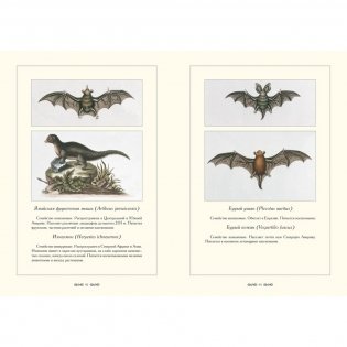 Зоологический альбом фото книги 9