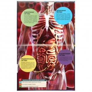 Энциклопедия. Секреты тела человека фото книги 4