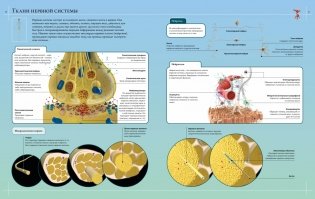 Иллюстрированный атлас. Анатомия человека фото книги 9