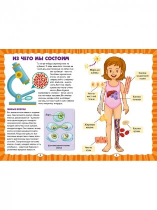 Как устроен человек. Первая энциклопедия для малышей фото книги 2