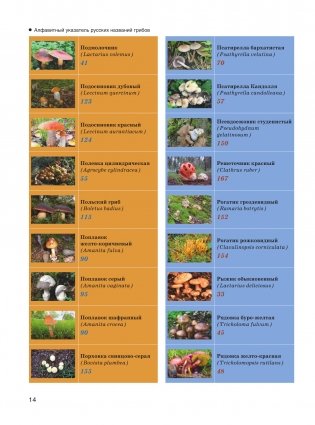 Большая энциклопедия. Грибы. Съедобные и несъедобные. Собираем и готовим. фото книги 15