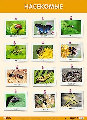Плакат. Насекомые фото книги