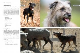 Storey's Guide to Raising Sheep, 5th Edition: Breeding, Care, Facilities фото книги 5