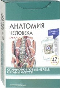 Анатомия человека. Спинномозговые нервы и органы чувств (47 карточек) фото книги