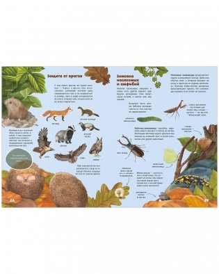 Секреты осеннего леса. Визуальная энциклопедия фото книги 10