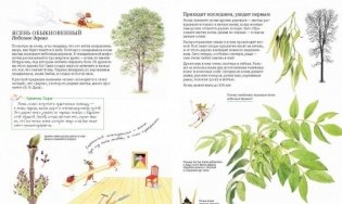 Софи в мире деревьев фото книги 10