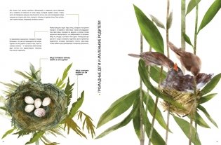 Детёныши животных в натуральную величину фото книги 4