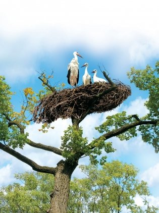 Беларусь. Праз стагоддзі ў будучыню фото книги 2