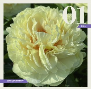 Пионы. Настенный календарь на 2026 год фото книги 2