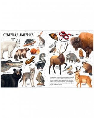 Приключения улитки Элли в мире животных (мягкая обложка) фото книги 2