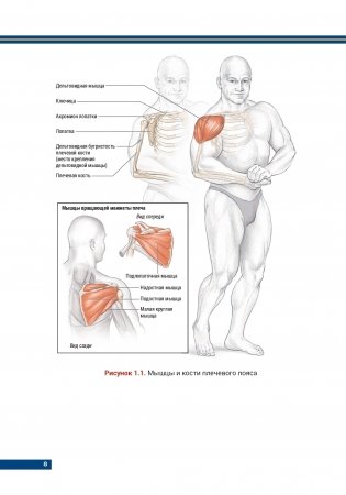 Анатомия бодибилдинга (новая редакция) фото книги 7