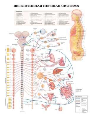 Большой атлас анатомии человека фото книги 4