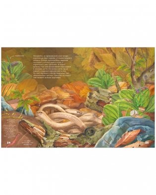 Секреты осеннего леса. Визуальная энциклопедия фото книги 8