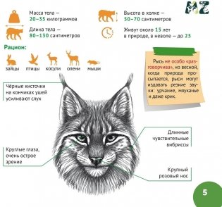 Белорусский лес. Серия «Планета животных» фото книги 4