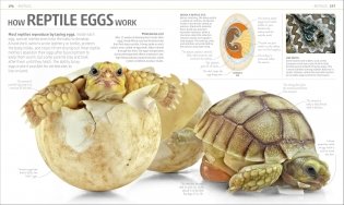 Explanatorium of Nature фото книги 8