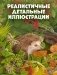 Секреты осеннего леса. Визуальная энциклопедия фото книги маленькое 4