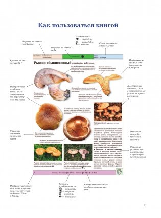 Большая энциклопедия. Грибы. Съедобные и несъедобные. Собираем и готовим. фото книги 4