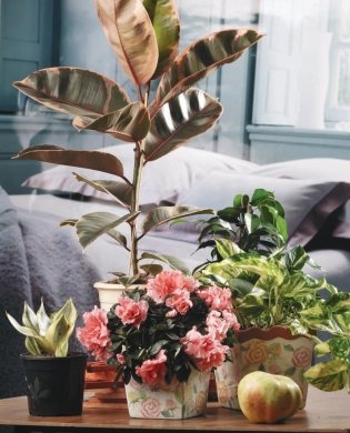 Зеленый оазис. Комнатные растения от А до Я фото книги 7