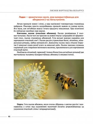 Лясное бортнiцтва Беларусi фото книги 8