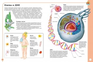 Первый атлас анатомии человека фото книги 3