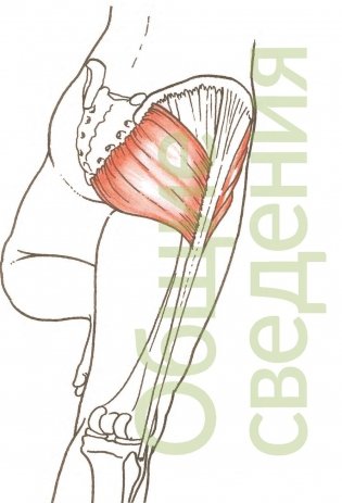 Анатомия йоги. Как работают мышцы фото книги 12