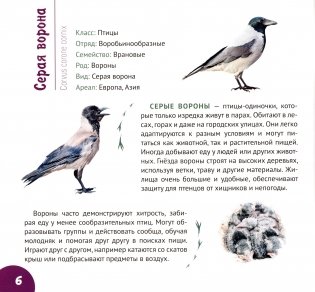 Белорусские птицы. Серия "Планета животных" фото книги 7