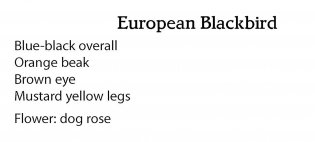 Creative Haven Glorious Songbirds Coloring Book фото книги 9