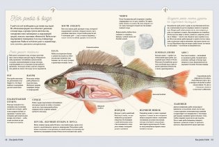 Муми-тролли на рыбалке фото книги 4