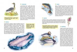 Природа России. Иллюстрированная энциклопедия фото книги 4