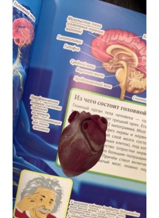 Тело человека. Серия "99 захватывающих фактов" фото книги 5
