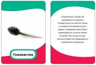 Развивающие карточки "Мамы и малыши", 36 карточек фото книги 3