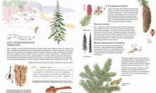 Софи в мире деревьев фото книги 9