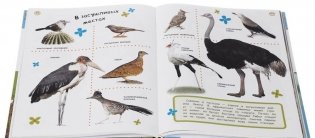 Большая энциклопедия в картинках фото книги 3