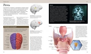 Анатомия человека. Визуальный гид по всем системам организма: норма и патологии фото книги 4