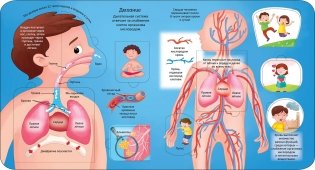Тело человека. Энциклопедия с окошками фото книги 2