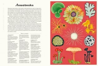 Грибы фото книги 4