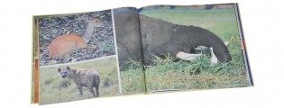 Потомки Бледного Лиса. Сказки народов Африки фото книги 5