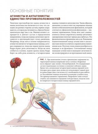 Анатомия виньяса-флоу и асан, выполняемых стоя. Руководство фото книги 8