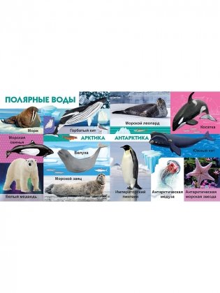 Морские обитатели фото книги 6