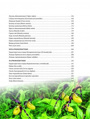 Млекопитающие Беларуси фото книги 9