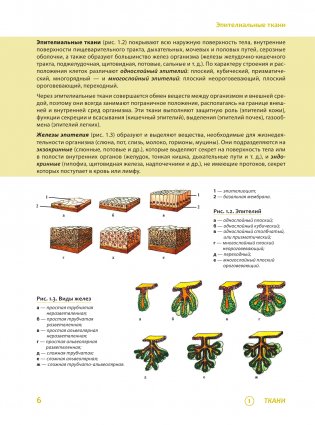 Наглядная анатомия человека. Подробный атлас с иллюстрациями фото книги 6