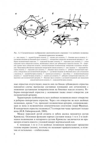 Рентгенометрия позвоночника фото книги 8