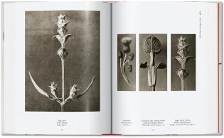Karl Blossfeldt. The Complete Published Work. 40th Ed. фото книги 7