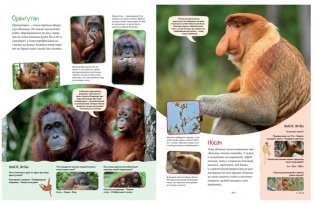 Яркий мир животных фото книги 3