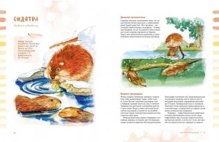 Животные в городе. Где найти и как узнать фото книги 3