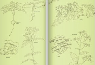 14 лесных мышей. Сладкая картошка фото книги 2