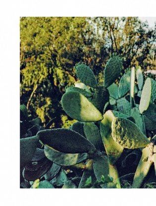 Ваби-саби. Гостеприимство по-японски фото книги 11